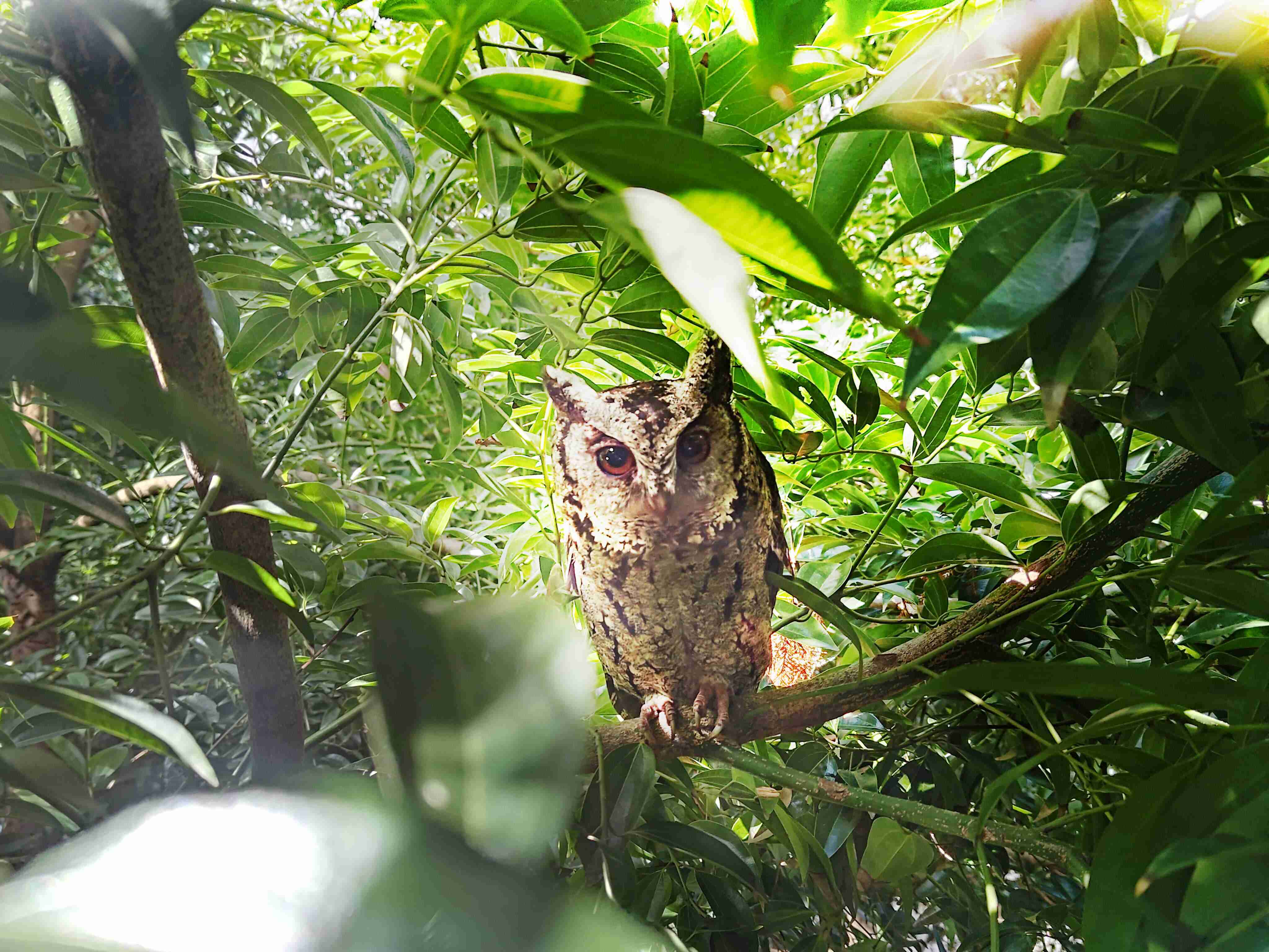 CG电子致力提倡净零绿生活，，，16年以来在全球各厂区植树逾百万棵，，造就各厂区树木蔚然成林，，犹如森林工厂，，，，成为许多生物的栖息地